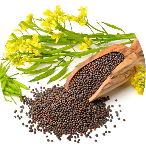MUSTARD SEEDS